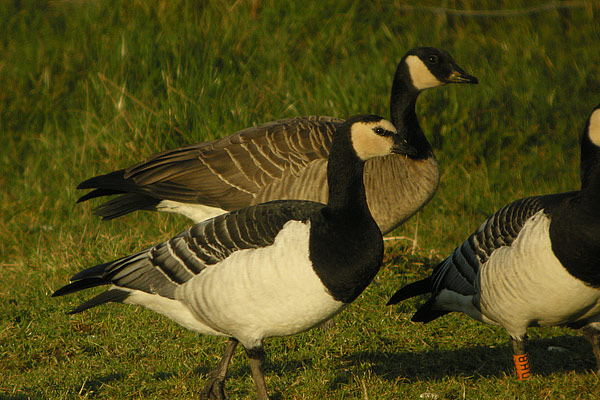 Taverner's Canada Goose