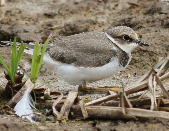 Little Ringed Plover