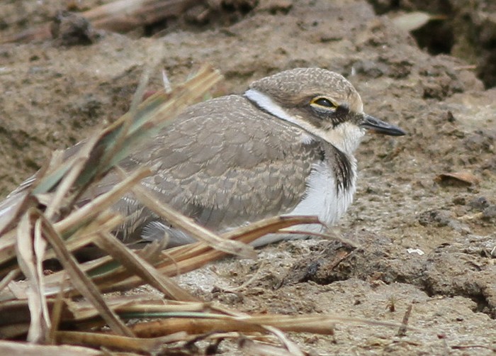 Little Ringed Plover