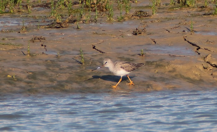 Terek Sandpiper