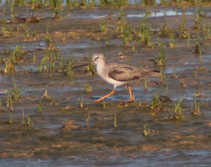 Terek Sandpiper