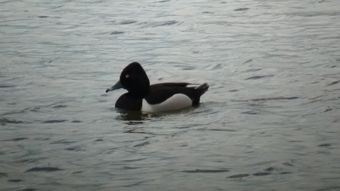Ring-necked Duck