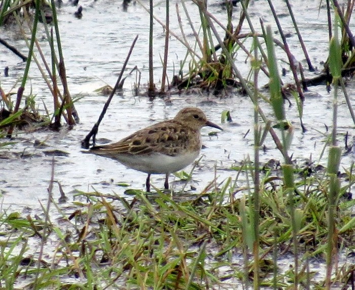 Temminck's Stint