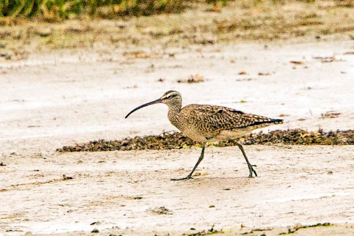 Hudsonian Whimbrel