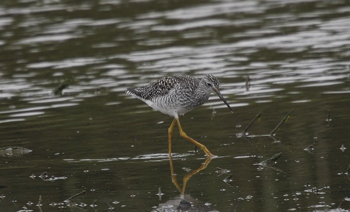 Greater Yellowlegs