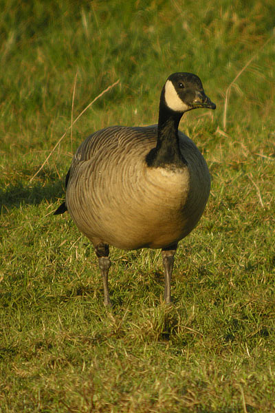Taverner's Canada Goose