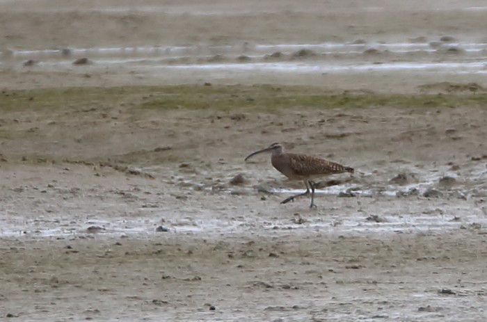 Hudsonian Whimbrel