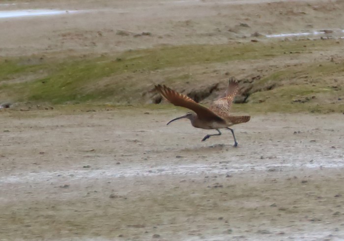 Hudsonian Whimbrel