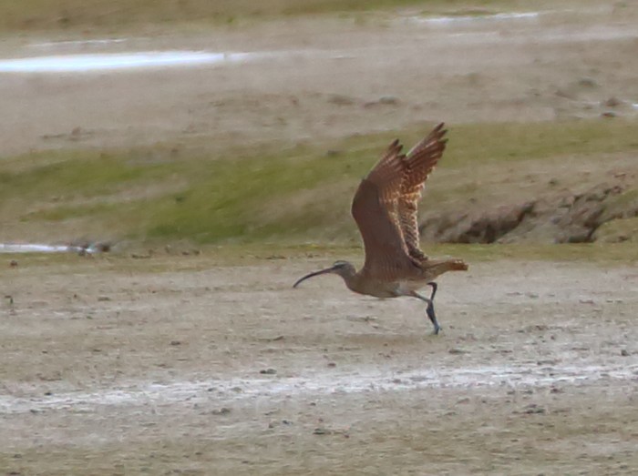 Hudsonian Whimbrel
