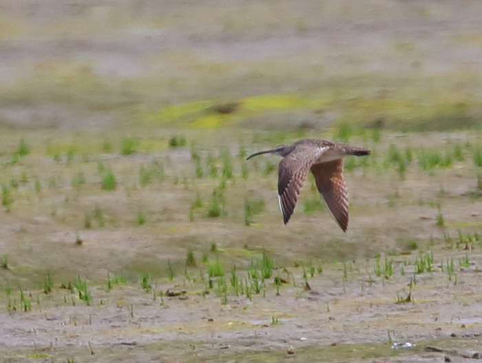 Hudsonian Whimbrel