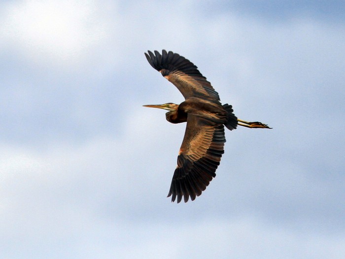 Purple Heron
