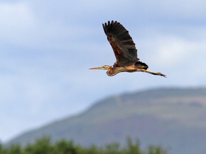 Purple Heron