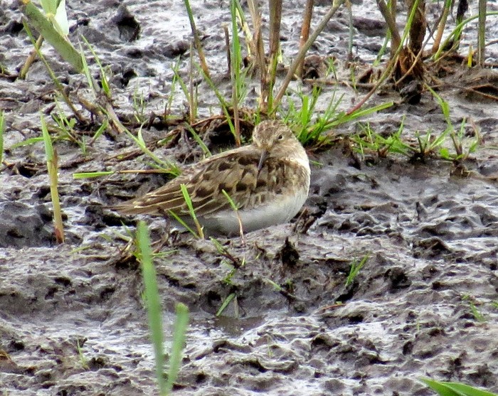Temminck's Stint