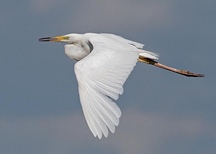 Great White Egret