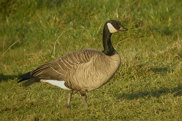 Taverner's Canada Goose