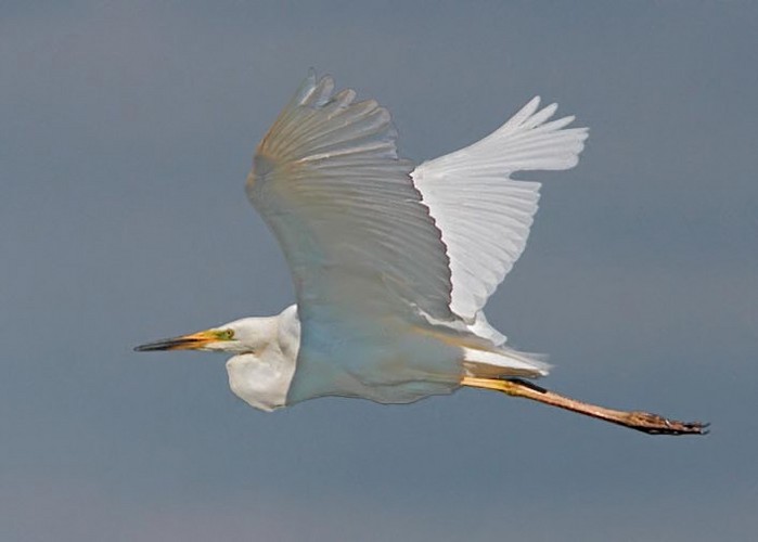 Great White Egret