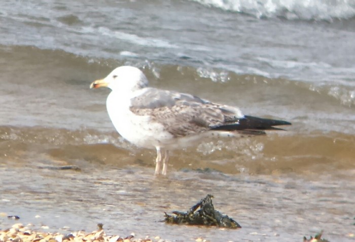 Yellow-legged Gull