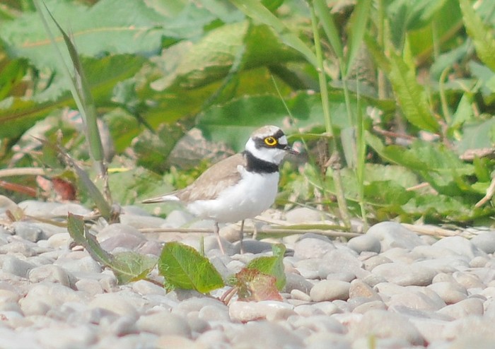 Little Ringed Plover