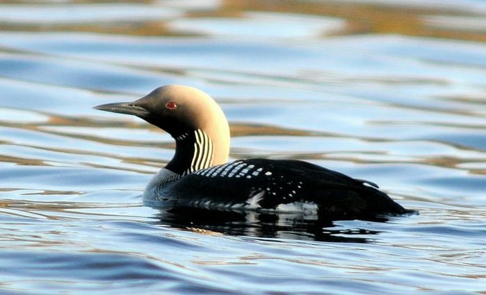 Black-throated Diver