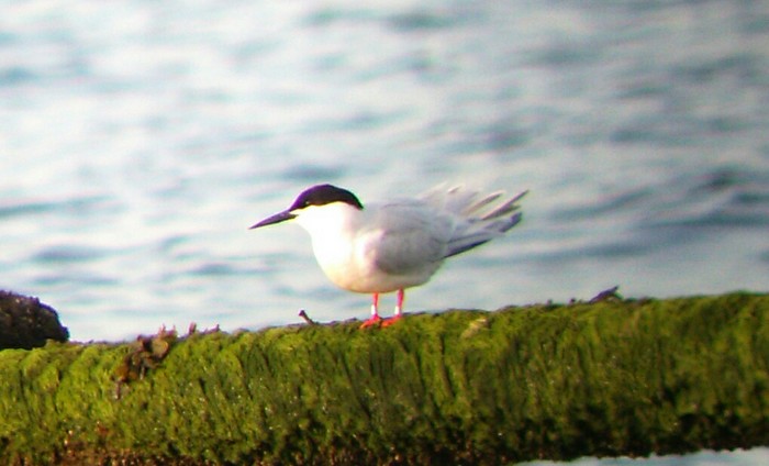 Roseate Tern