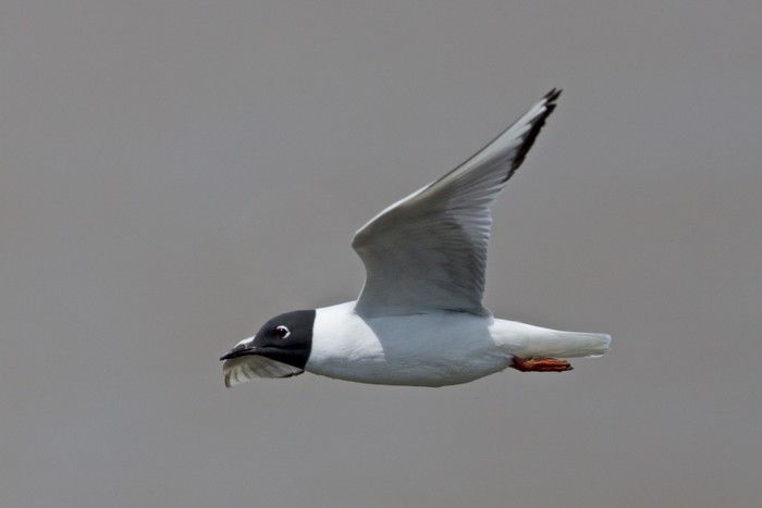 Bonaparte's Gull