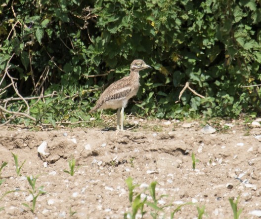 Stone Curlew