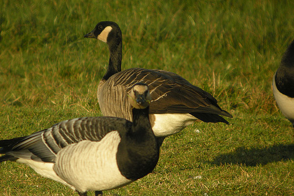 Taverner's Canada Goose