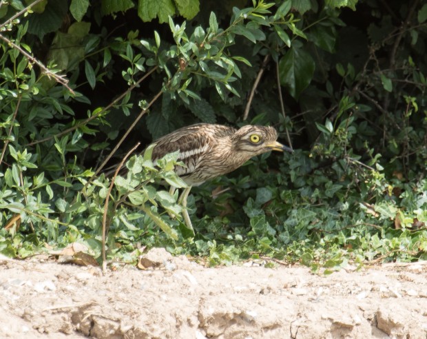 Stone Curlew