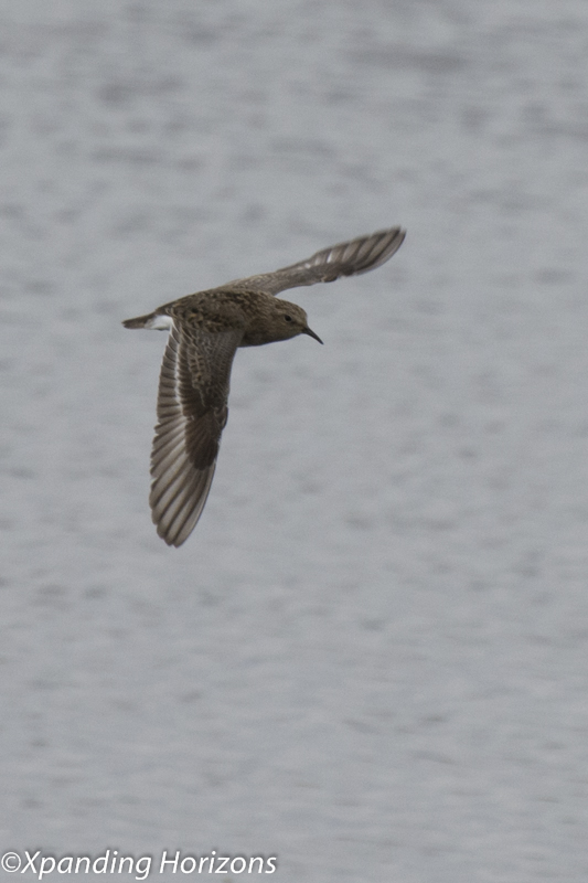 Temminck's Stint