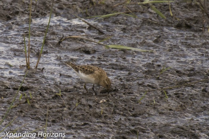Temminck's Stint