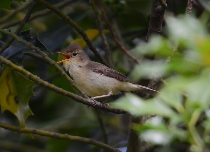 Melodious Warbler