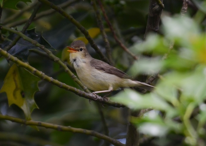 Melodious Warbler
