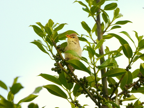Melodious Warbler