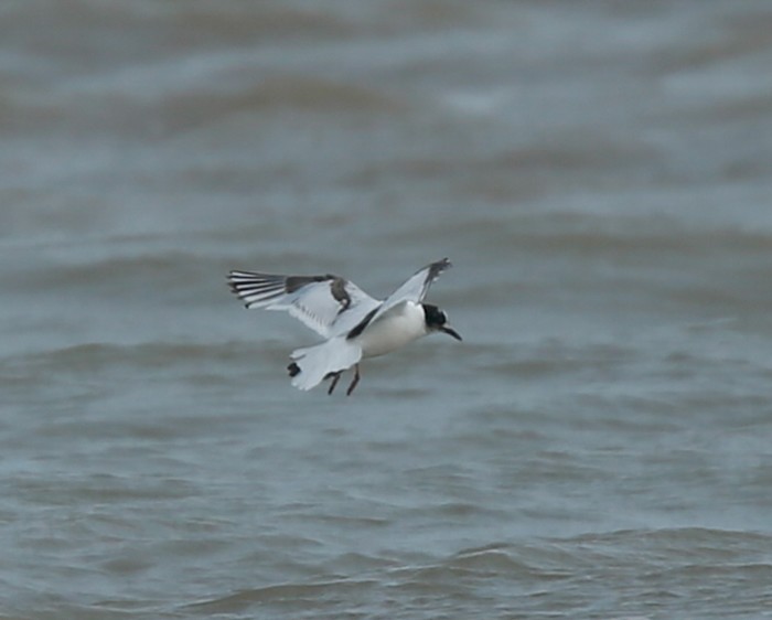 Little Gull