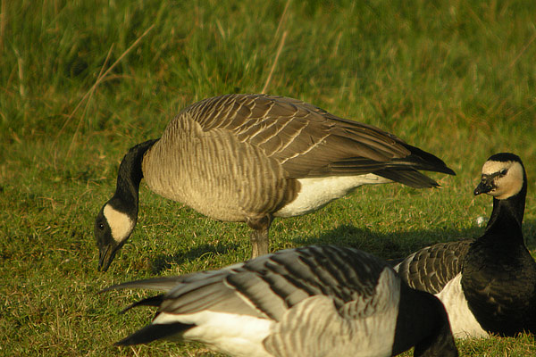 Taverner's Canada Goose