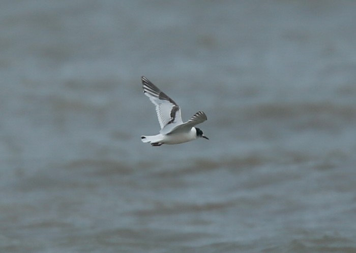 Little Gull