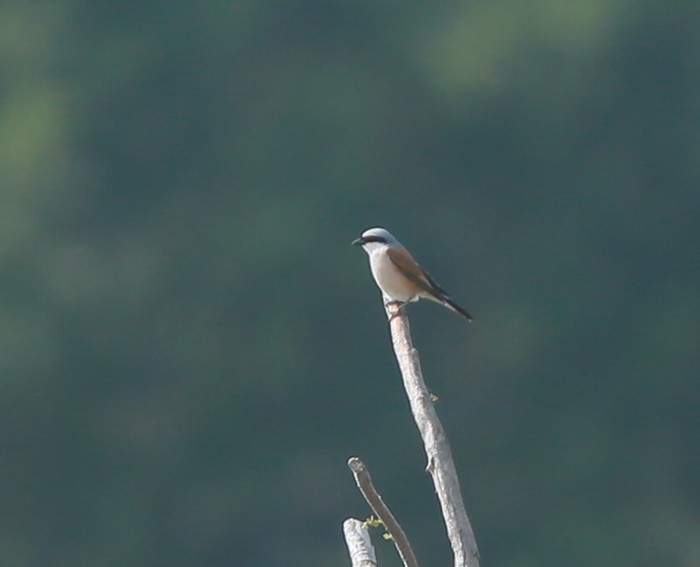 Red-backed Shrike