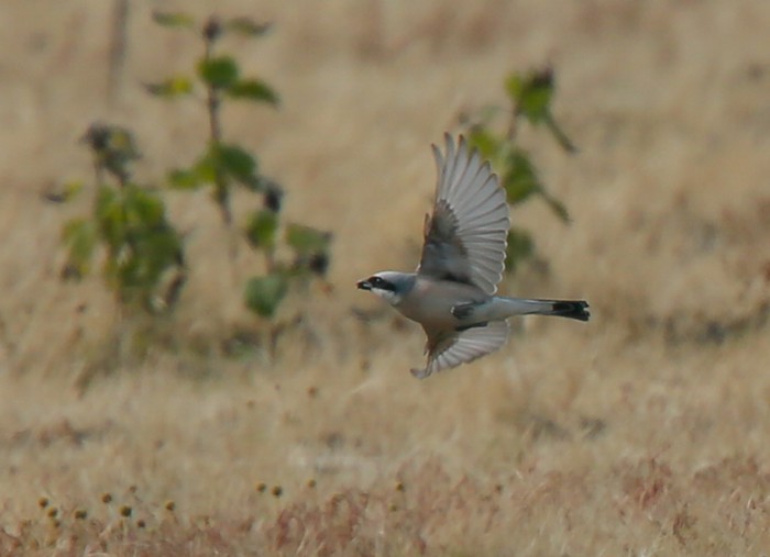 Red-backed Shrike