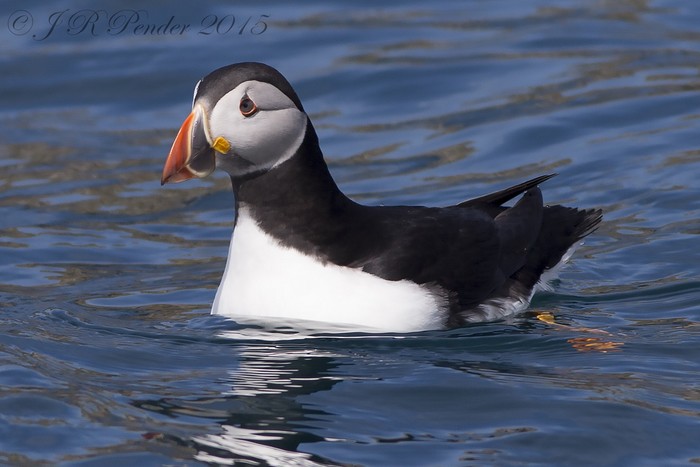 Puffin