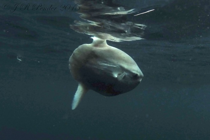 Ocean Sunfish
