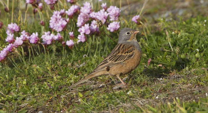 Cretzschmar's Bunting
