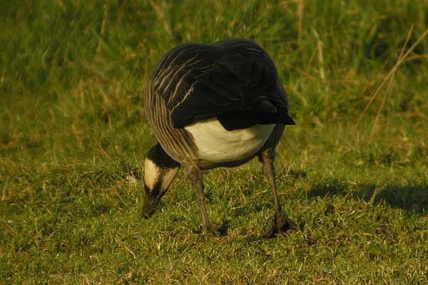 Taverner's Canada Goose