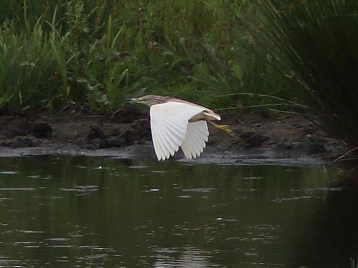 Squacco Heron