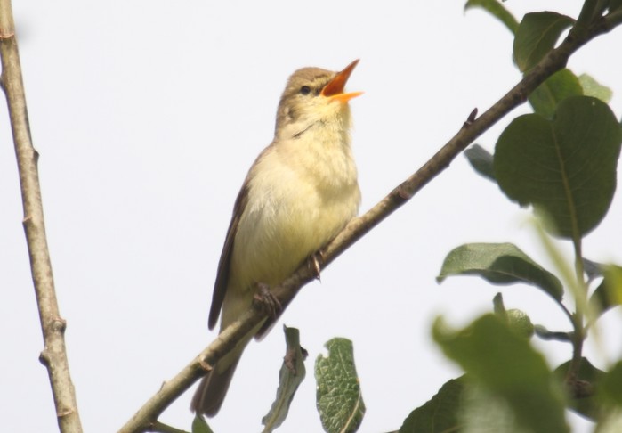Melodious Warbler