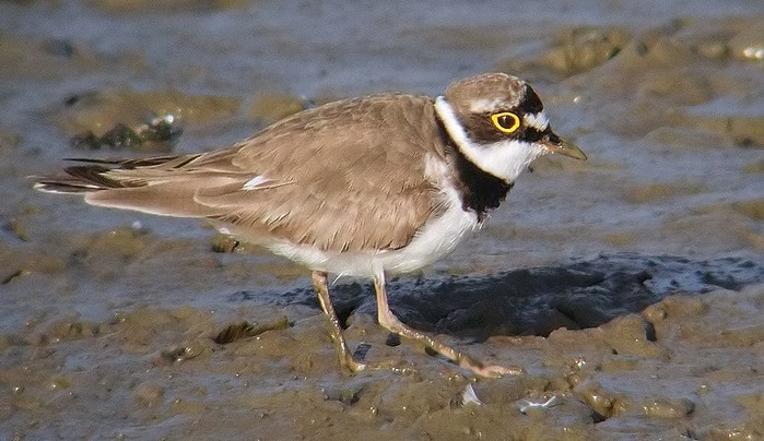 Little Ringed Plover