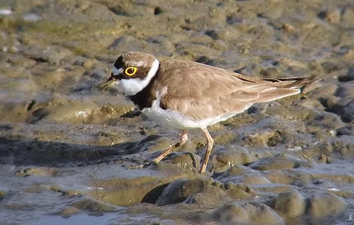 Little Ringed Plover