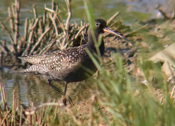 Spotted Redshank