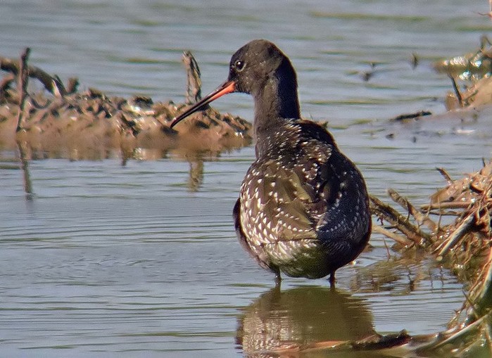 Spotted Redshank