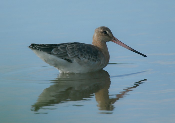 Black-tailed Godwit