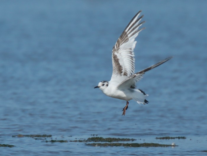 Little Gull